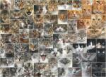 D-Toys - Puzzle Cats 2 - 1 000 piese