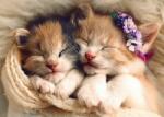 Trefl - Puzzle Sleeping cats - 500 piese