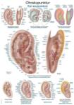 Erler Zimmer anatómiai poszter - Aurikuloterápia