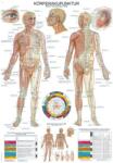 Erler Zimmer anatómiai poszter - A test akupunktúrája