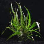 INVITAL Hygrophila angustifolia (Cserép Ø 5, 5 cm)