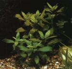 INVITAL Hygrophila corymbosa dwarf mini (Kosaras Holland Ø 5, 5 cm)