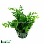 INVITAL Bolbitis heteroclita difformis (Cserép Ø 5, 5 cm)