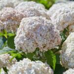  Candybelle® Bubblegum - Хортензия arborescens