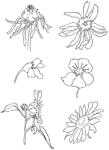  Transzparens pecsételők - réti virágok (szilikon pecsétek)