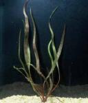 INVITAL Cryptocoryne retrospiralis (Cserép Ø 5, 5 cm)